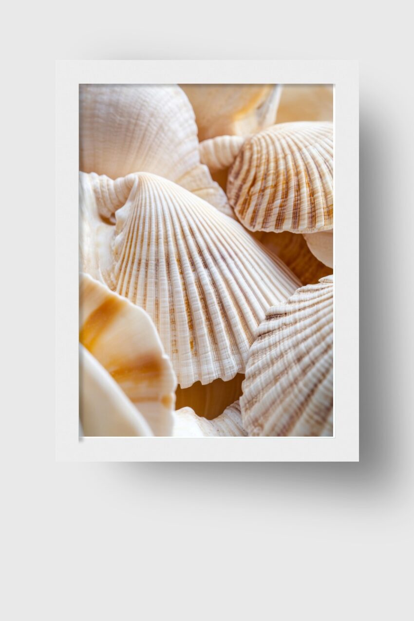 Fotografie Poster Muschel Detail beige weiß
