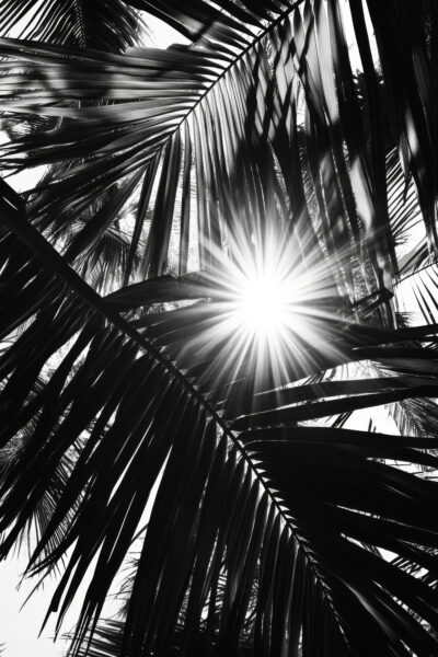 Palmenlicht Scharf Gerahmt