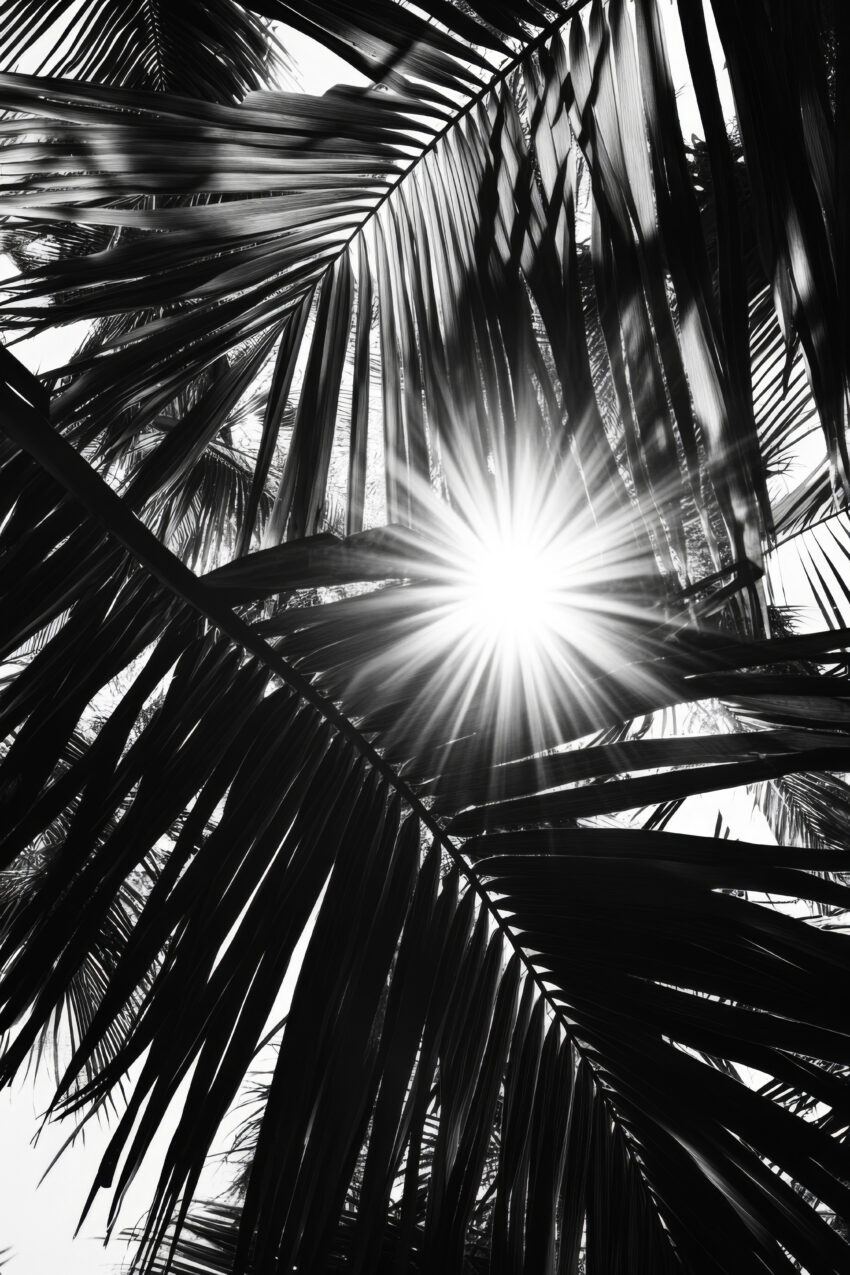 Fotografie Poster Palmenlicht schwarz-weiß stark kontrastreich