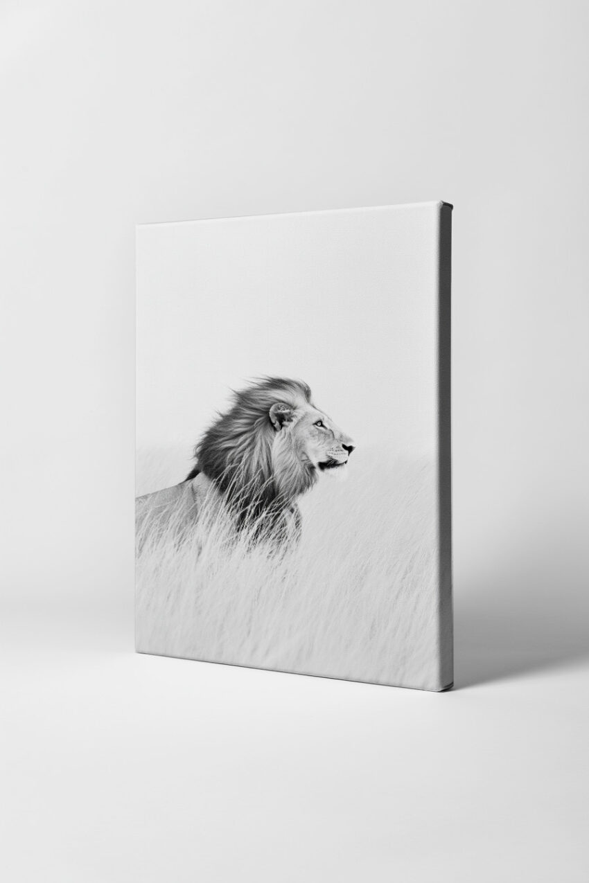 Fotografie Poster Löwe im Gras schwarz-weiß minimalistisch