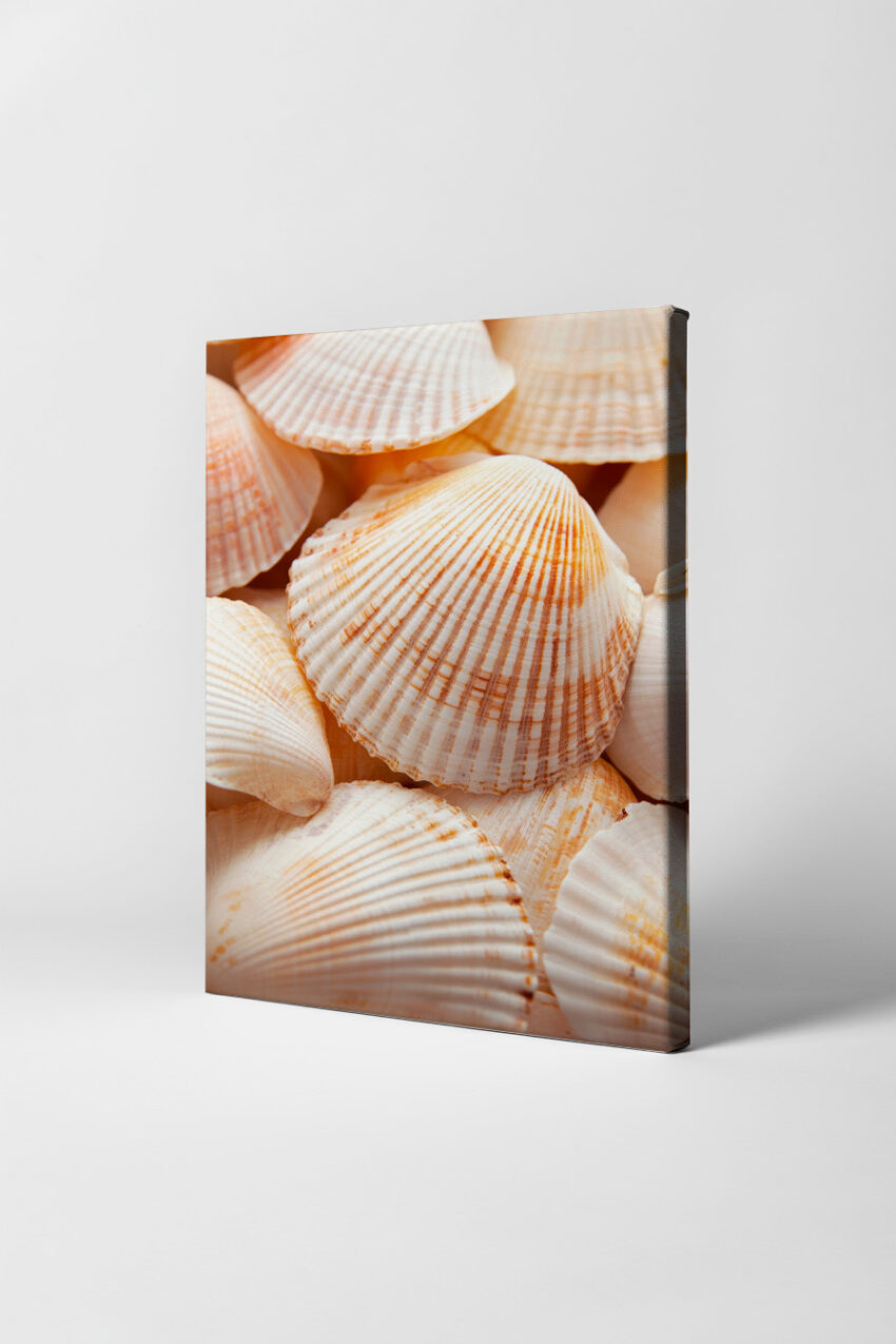 Fotografie Poster Muschel natürliche Farben minimal