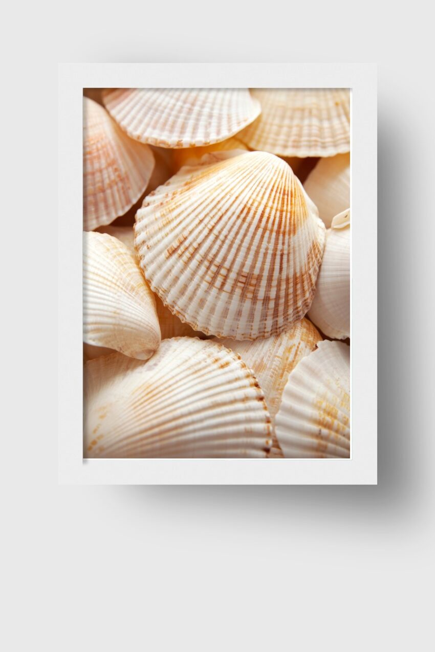 Fotografie Poster Muschel natürliche Farben minimal