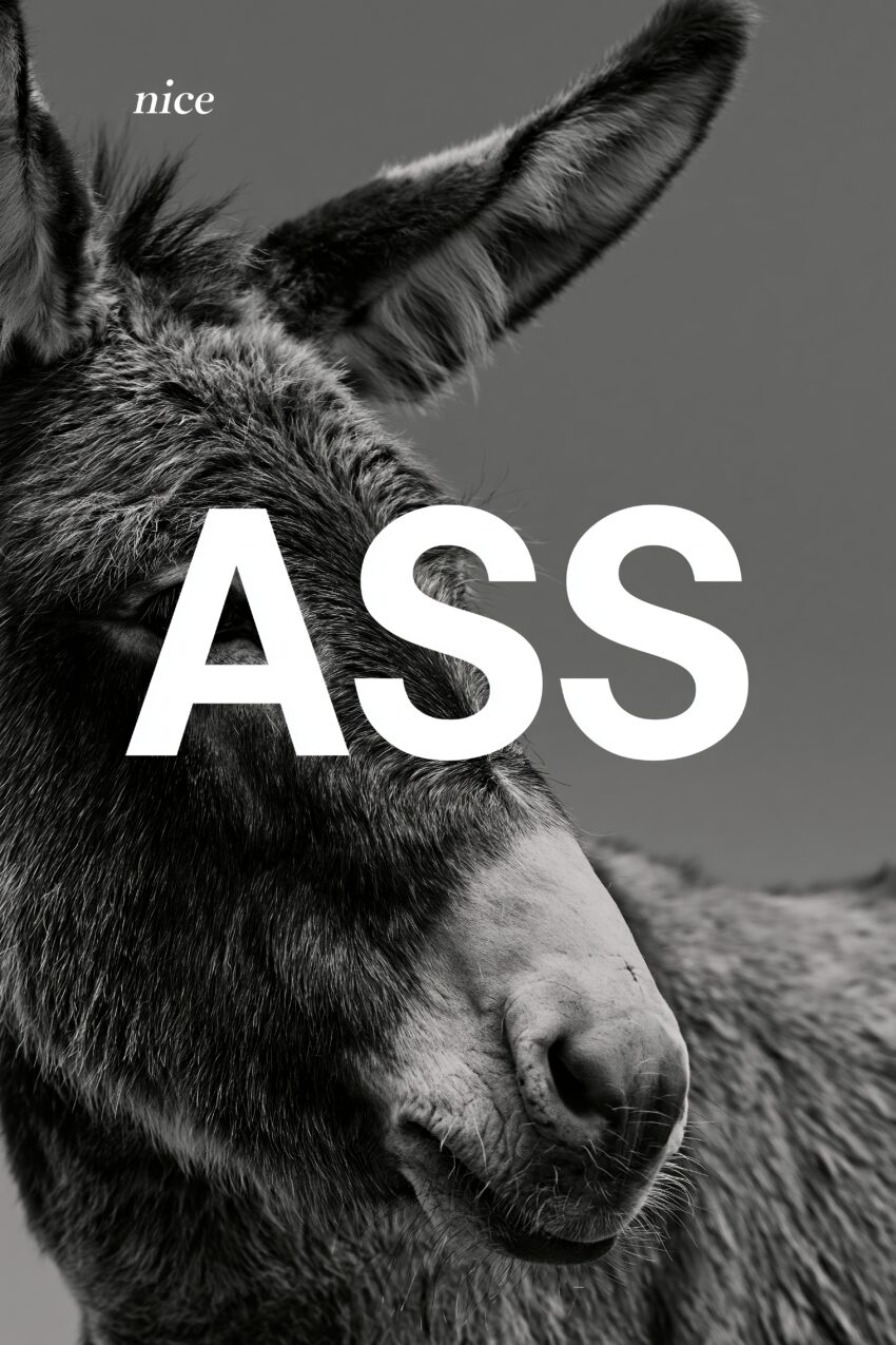 Fotografie Poster Esel Porträt schwarz-weiß Nahaufnahme