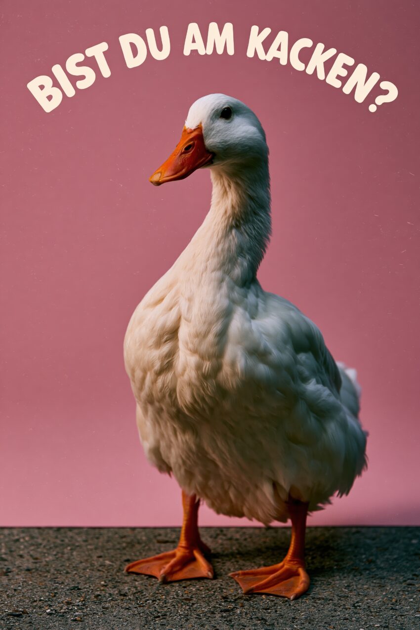 Fotografie Poster Ente frontal weiß rosa