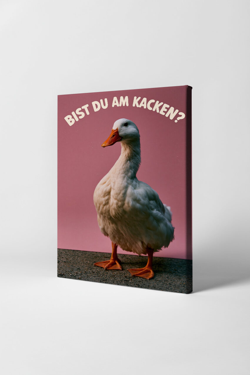 Fotografie Poster Ente frontal weiß rosa
