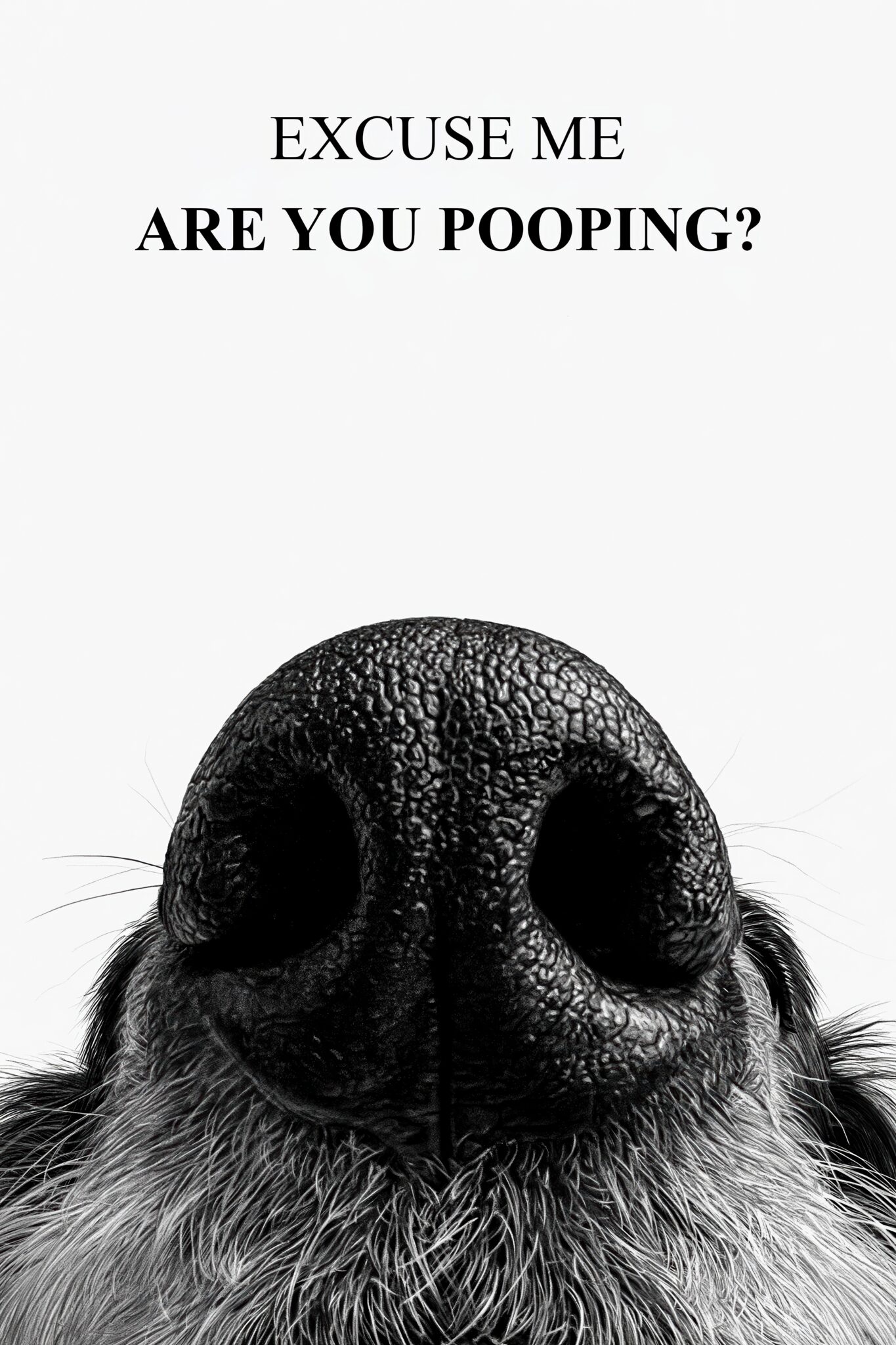 Fotografie Poster Hunde Nase Nahaufnahme schwarz-weiß