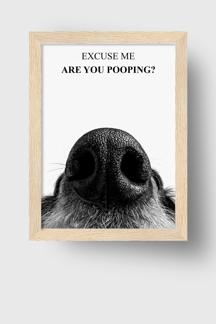 Fotografie Poster Hunde Nase Nahaufnahme schwarz-weiß